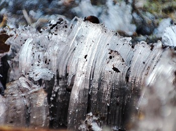 写真：霜2