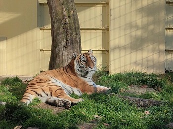 写真：ココア（10月30日）