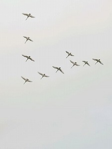 写真：空を飛ぶオオハクチョウ