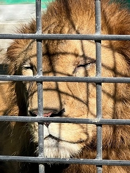 写真：ライオンのゆうひ1（10月25日）