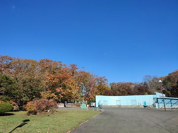 写真：紅葉の園内