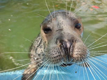 写真：ゼニガタアザラシ　あられ