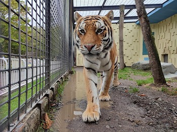 写真：アムールトラ　あさま