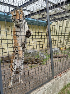 写真：アムールトラ　ナージャ