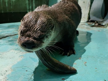 写真：カワウソ1