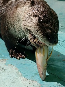 写真：カワウソ2