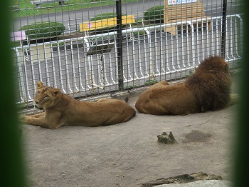 写真：ライオン夫婦