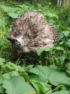 写真：シマフクロウ