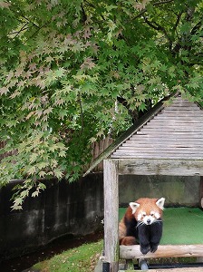 写真：レッサーパンダ舎のもみじ2（9月24日）