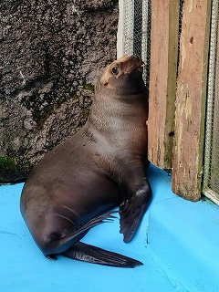 写真：くるる（8月11日）