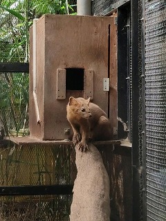 写真：エゾクロテン