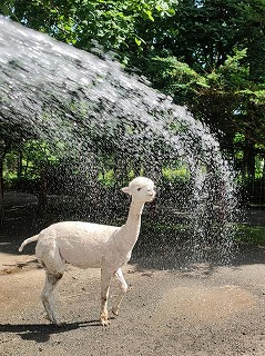 写真：シャーロット水浴び