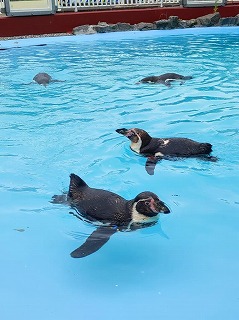 写真：ペンギン