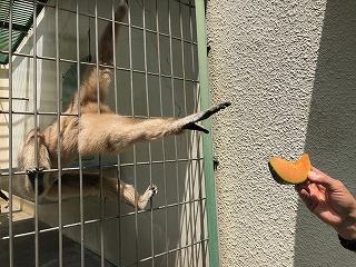 写真：メロンに手を伸ばすマリア