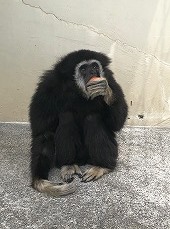 写真：フルーツを食べるオンちゃん