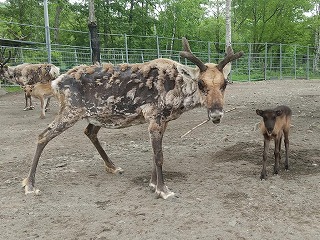 写真：クエルボとアステカ