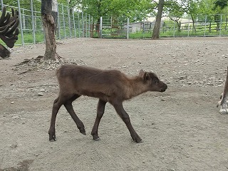 写真：ミズホとツバメ