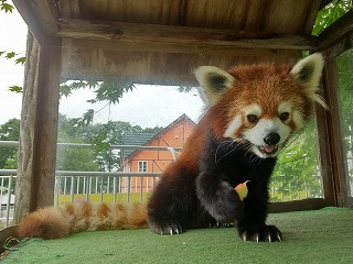 写真：シンゲン