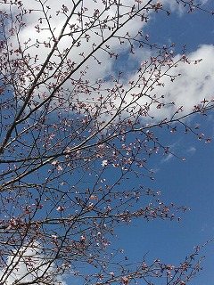 写真：レッサーパンダ前の桜