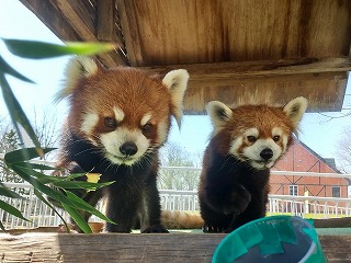 写真：レッサーパンダペア