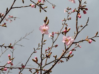 写真：桜アップ