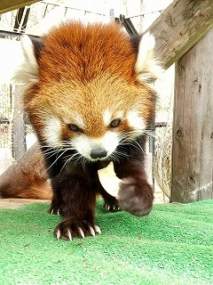 写真：レッサーパンダ