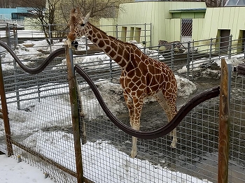 写真：キリン2