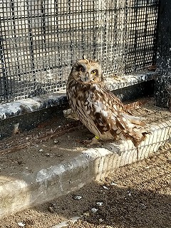 写真：コミミズク