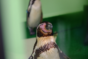 写真：就寝中のペンギン