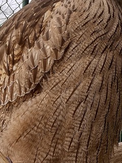 シマフクロウの羽の拡大写真