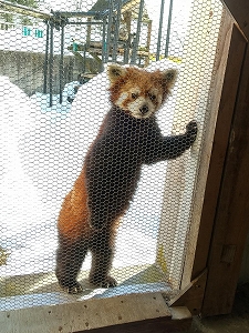 写真：レッサーパンダ　シンゲン