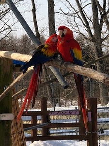 写真：アカコンゴウインコの親子