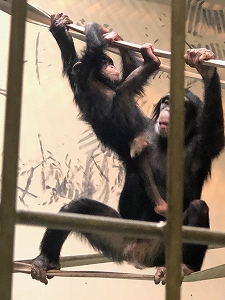 写真：つむぎとゆづる