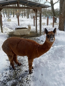 写真：ルビー