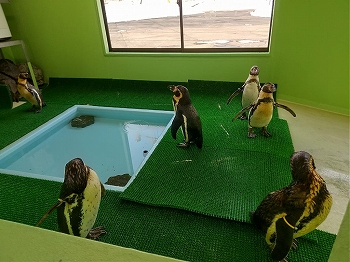 写真：フンボルトペンギン