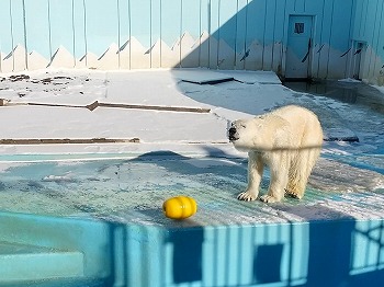 写真：ホッキョクグマ