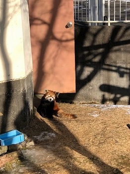 写真：シンゲン