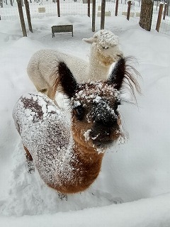 写真：アルパカ2