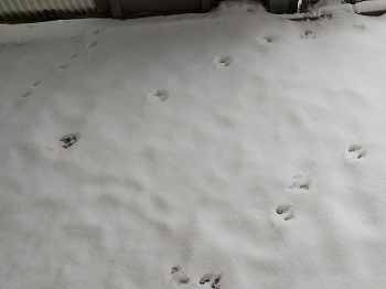 写真：雪の上の足あと