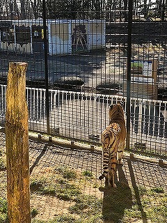 写真：チョコの後ろ姿