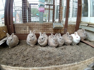 写真：ウサギ