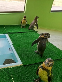 写真：フンボルトペンギン