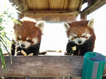 写真：レッサーパンダ2