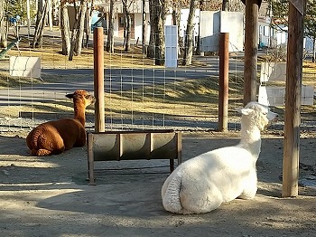 写真：アルパカ