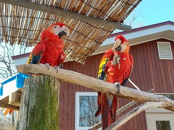 写真：アカコンゴウインコ