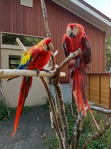 写真：アカコンゴウインコ