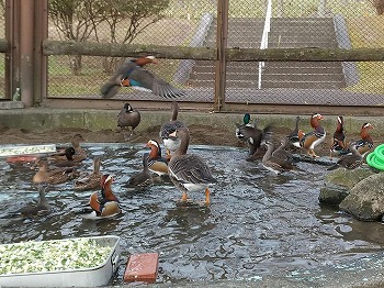 写真：フライングケージ