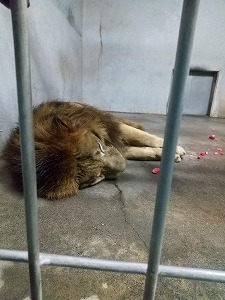 写真：アキラ