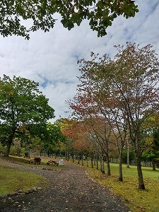 写真：10月2日通路の紅葉