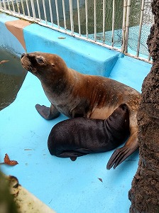 写真：オタリア親子